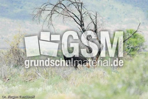 Strauss (5 von 11).jpg